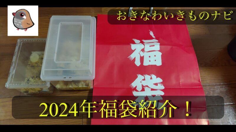 新年のお楽しみ！2024年クワガタ福袋！ | おきなわいきものナビ